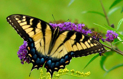swallowtail-butterfly-1409421-640x480